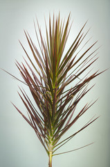 Decorative Plant