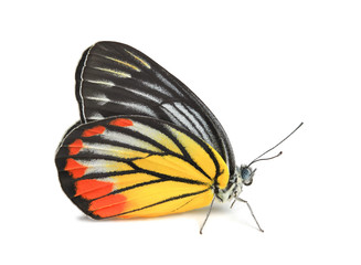 Fototapeta premium Butterfly on white background
