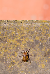 beetle