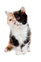 Tortoiseshell persian cat