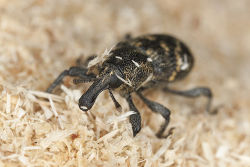 Snout beetle (Hylobius abietis) macro photo