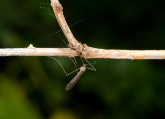 Wintermücke hängt an Zweig