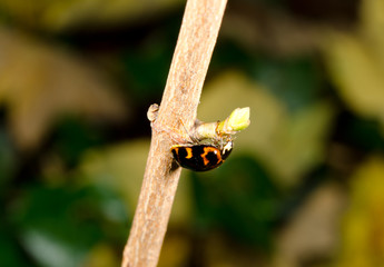 Marienkäfer kopfüber, Herbstlaub im Hintergrund