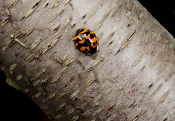 asian ladybird diagonal macro