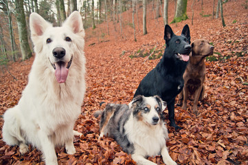 Vier gut erzogene Hunde im Wald