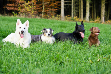 Vier Hunde auf der Wiese vor Wald