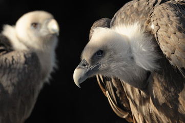 Avvoltoio delle nevi