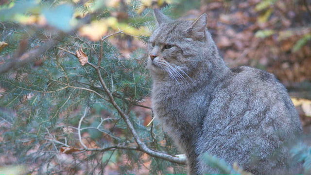 Wildkatze