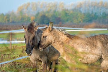 Konik horses in nature in autumn © Naj