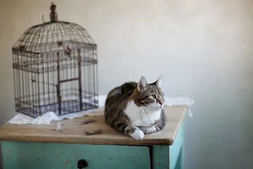 Papier Peint photo Lavable Oiseaux en cages Cage pour chat et oiseau