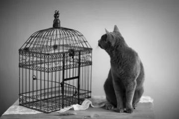 Papier Peint photo Oiseaux en cages Cage pour chat et oiseau
