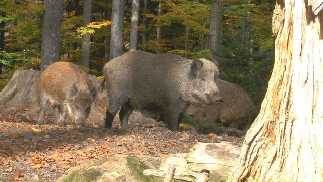 Wildschweine
