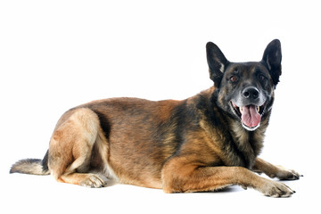 malinois