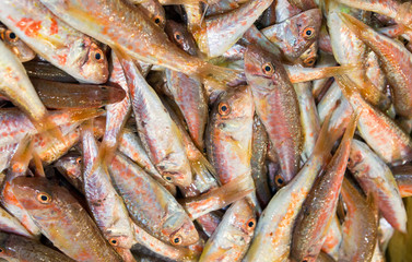 Red mullet fish