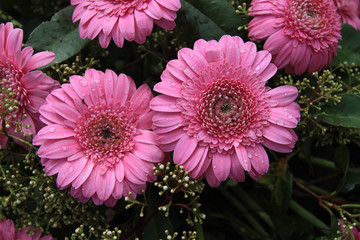 Wet pink gerbera