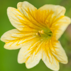Yellow Salpiglossis