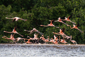 Flamingos beim Starten