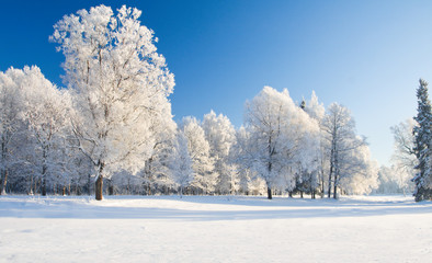Obraz na płótnie Canvas Winter park w śniegu