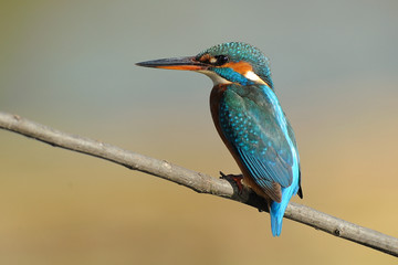 Martin pescatore