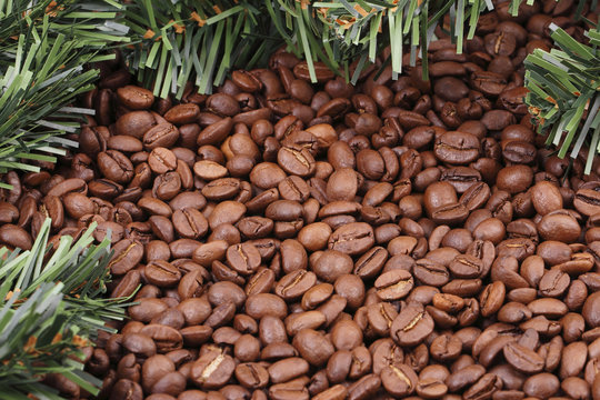 Coffee beans and fir branches