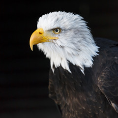 Portrait of a bald eagle (lat. haliaeetus leucocephalus)