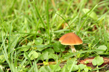 Mushroom in grass close-up