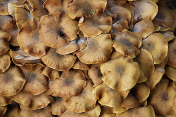 Group of mushrooms