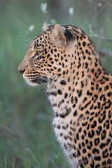 Leopard sucht nach Beute