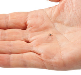 dead mosquito crushed in a hand