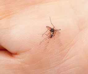 dead mosquito crushed in a hand