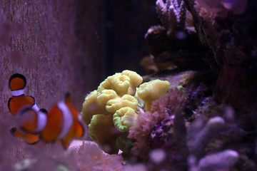 Fish and corals aquarium