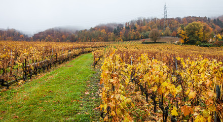 Fototapeta na wymiar Vineyards Autumn