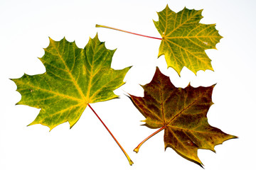 autumn maple leaves