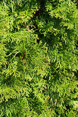 Thuja occidentalis Columna