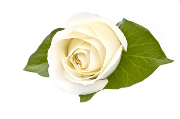 White Rose Isolated