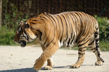 Tigre