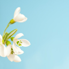 delicate snowdrops on a blue background
