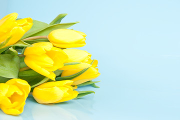 yellow tulips on a blue background