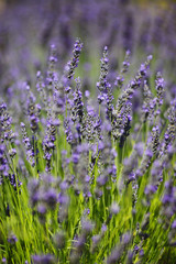 Naklejka premium Lavender flowers close up