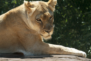 Lioness
