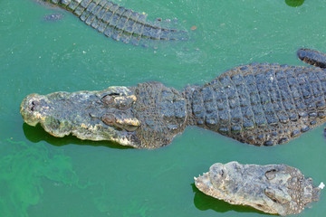 Crocodile multiple sleep in water