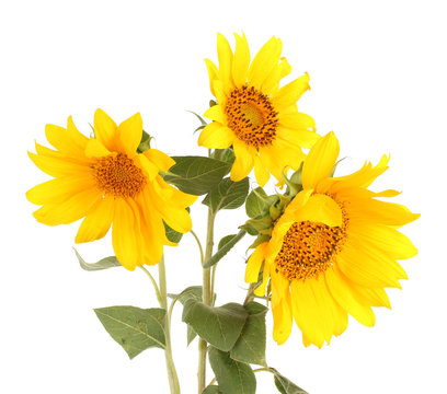 beautiful sunflowers, isolated on white