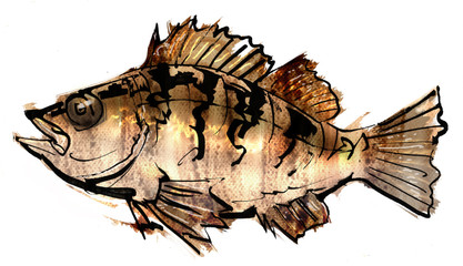 Rockfish