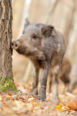 Wild boar