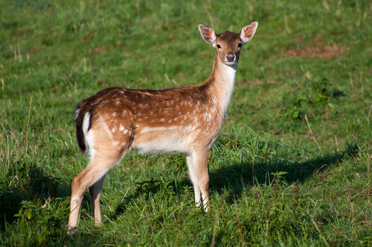 Deer in a Grass