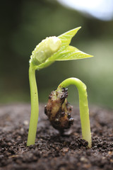 Sprout in the forest.