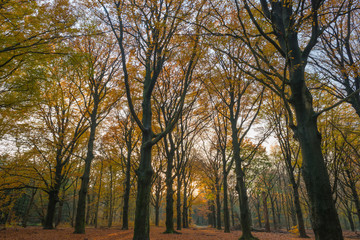 Fototapeta premium Colorful forest at fall