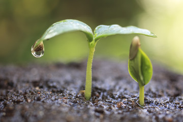 Sprout in the forest.