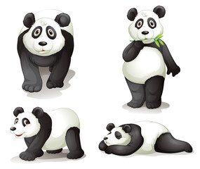 Fototapeta premium Panda