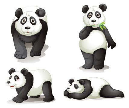 a panda